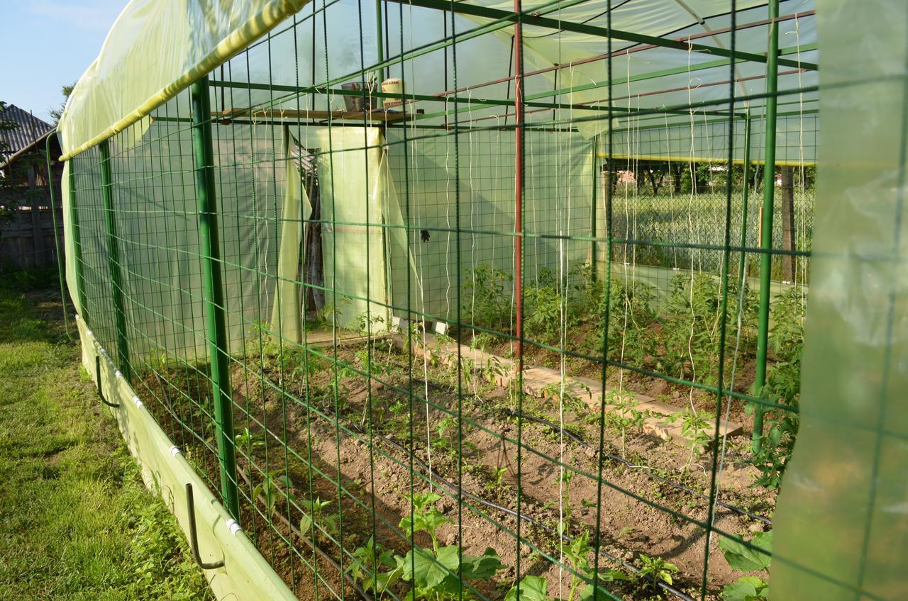 Pensiunea Koruna Villa Poenari Dış mekan fotoğraf