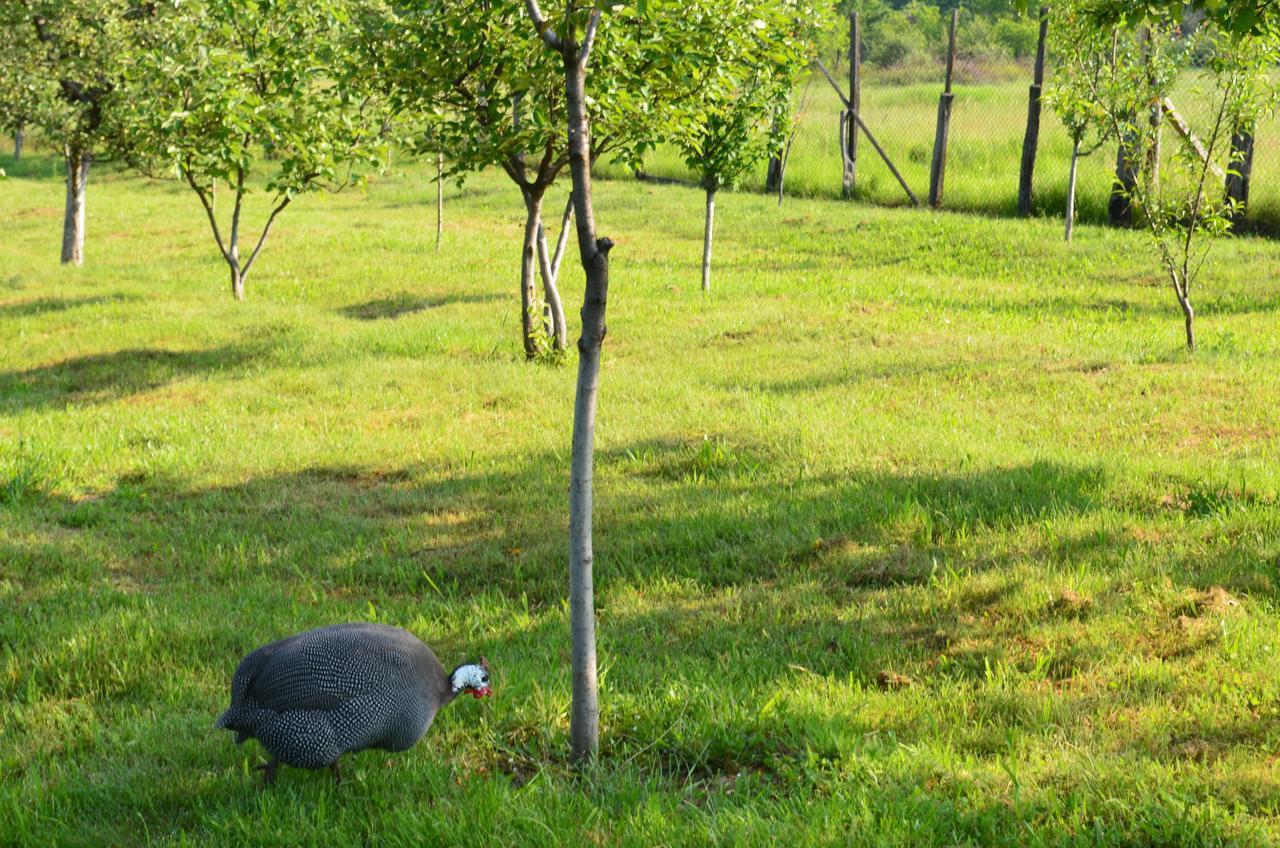 Pensiunea Koruna Villa Poenari Dış mekan fotoğraf