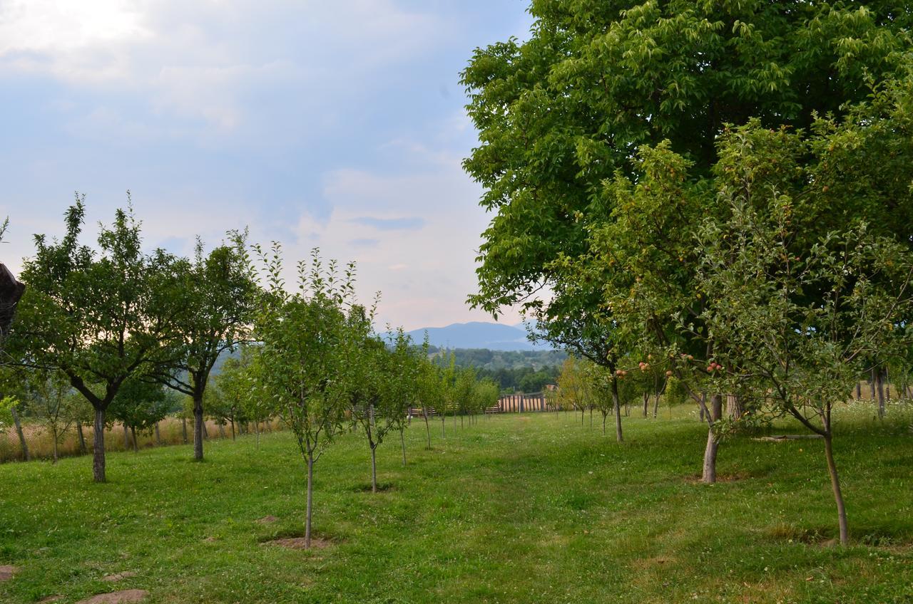 Pensiunea Koruna Villa Poenari Dış mekan fotoğraf