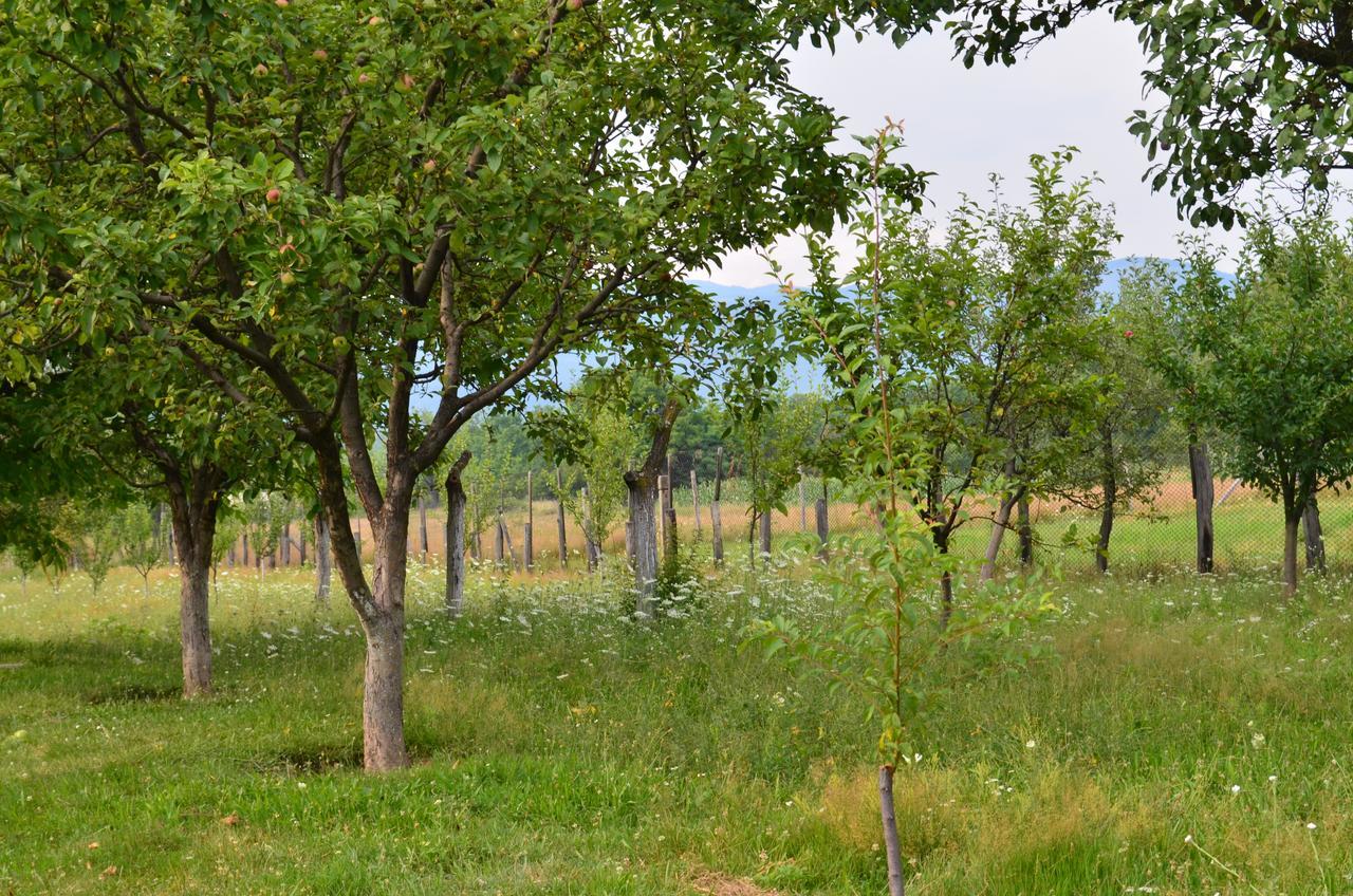 Pensiunea Koruna Villa Poenari Dış mekan fotoğraf